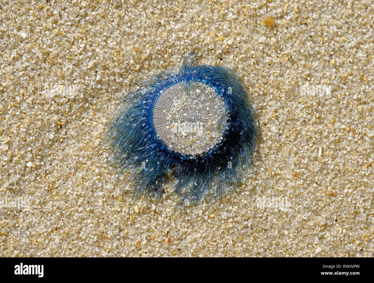 Pulsante blu medusa (Porpita porpita) lavato fino a riva, Koh Samui, Thailandia Foto Stock