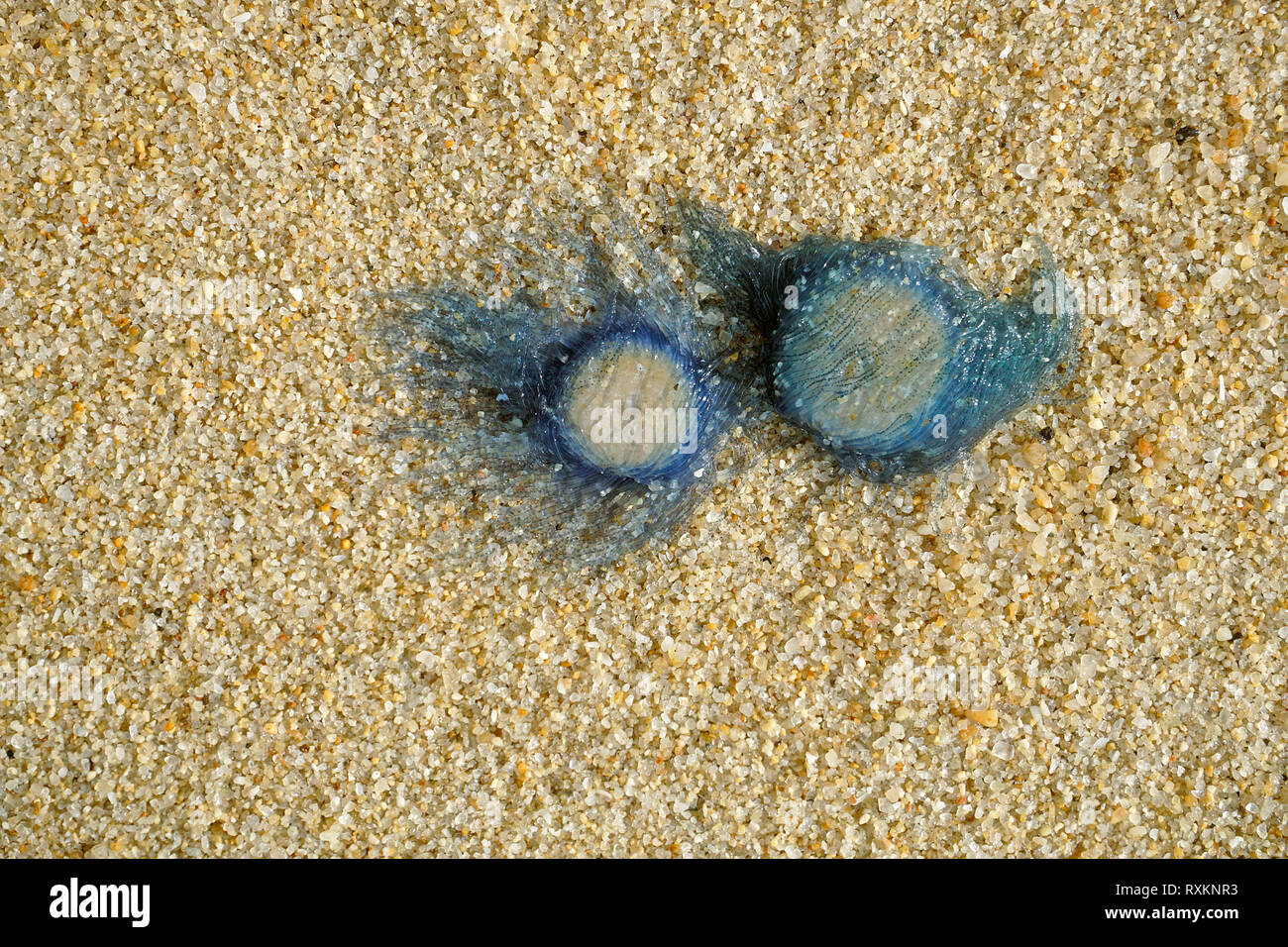Pulsante blu meduse (Porpita porpita) lavato fino a riva, Koh Samui, Thailandia Foto Stock