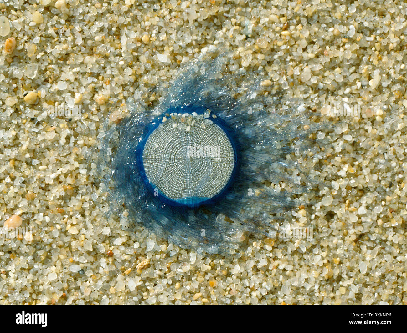 Pulsante blu medusa (Porpita porpita) lavato fino a riva, Koh Samui, Thailandia Foto Stock