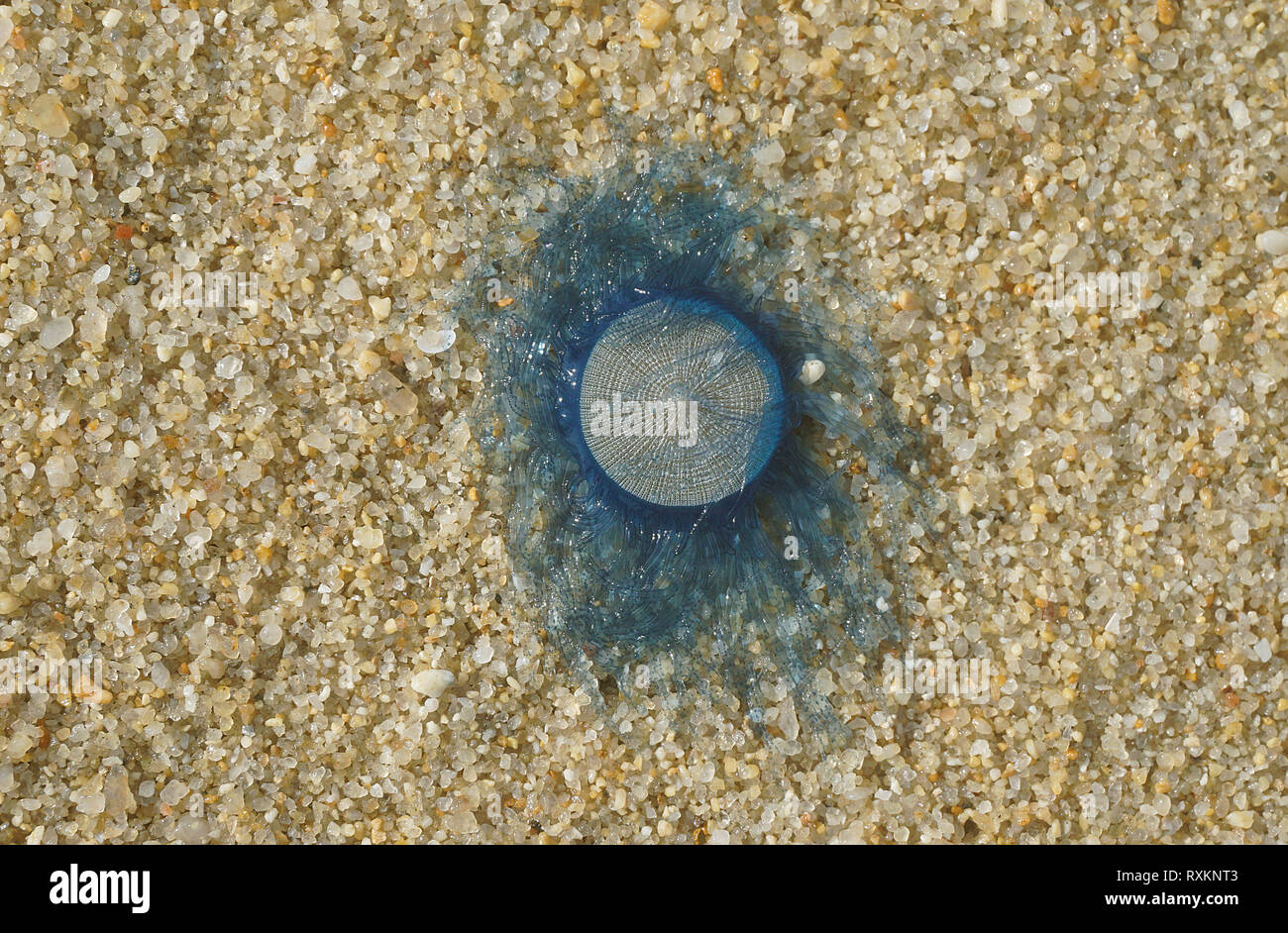 Pulsante blu medusa (Porpita porpita) lavato fino a riva, Koh Samui, Thailandia Foto Stock