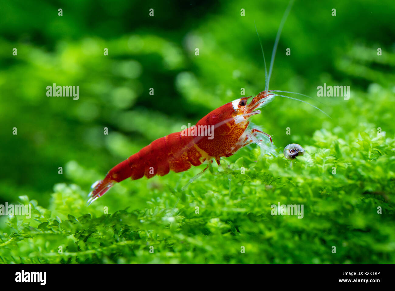 Rosso super santa gamberi sul muschio acquatico nell acquario d acqua dolce Foto Stock