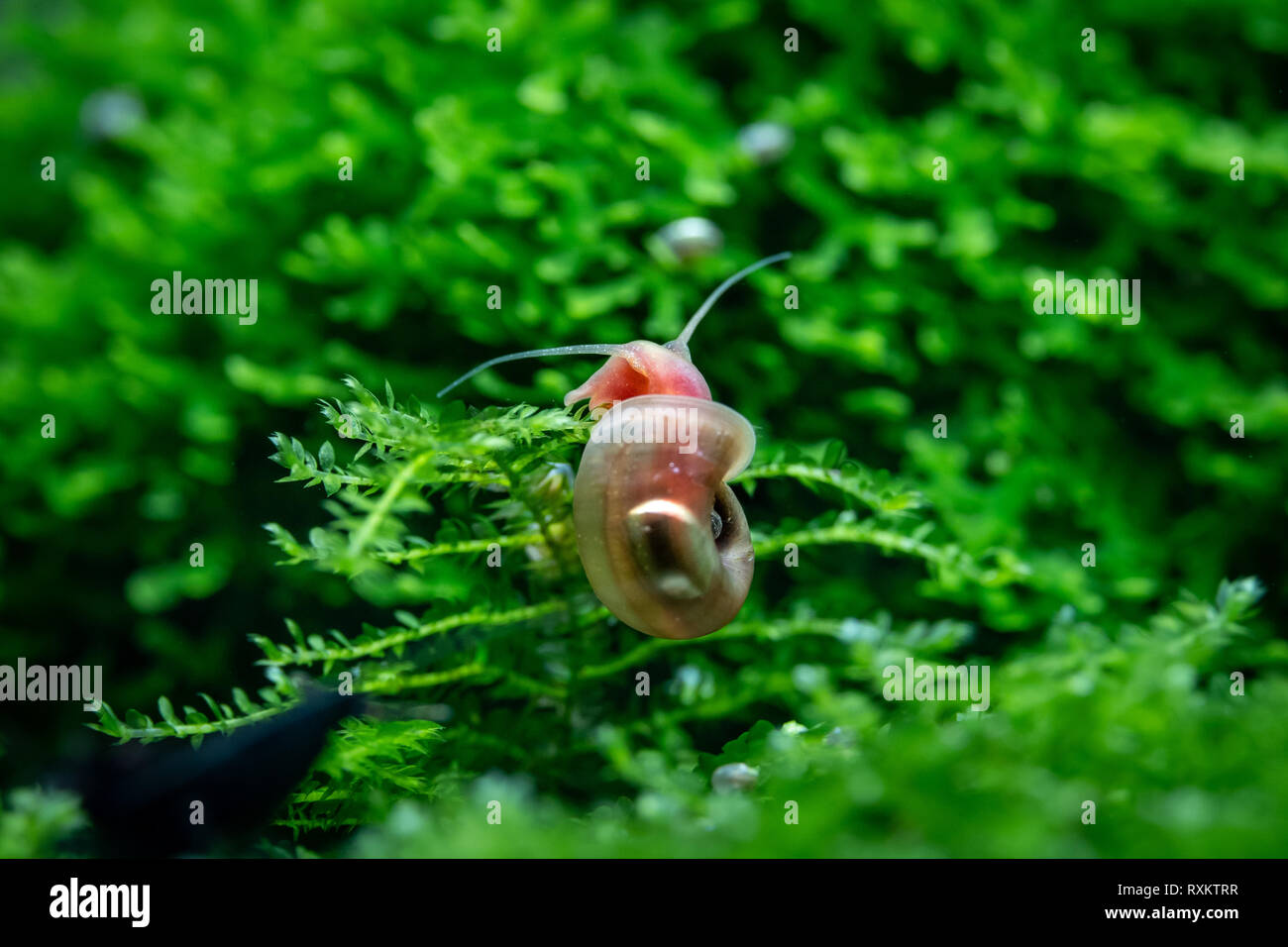 Ramshorn Planorbidae lumaca di acqua dolce salita muschio acquatico in acquario Foto Stock