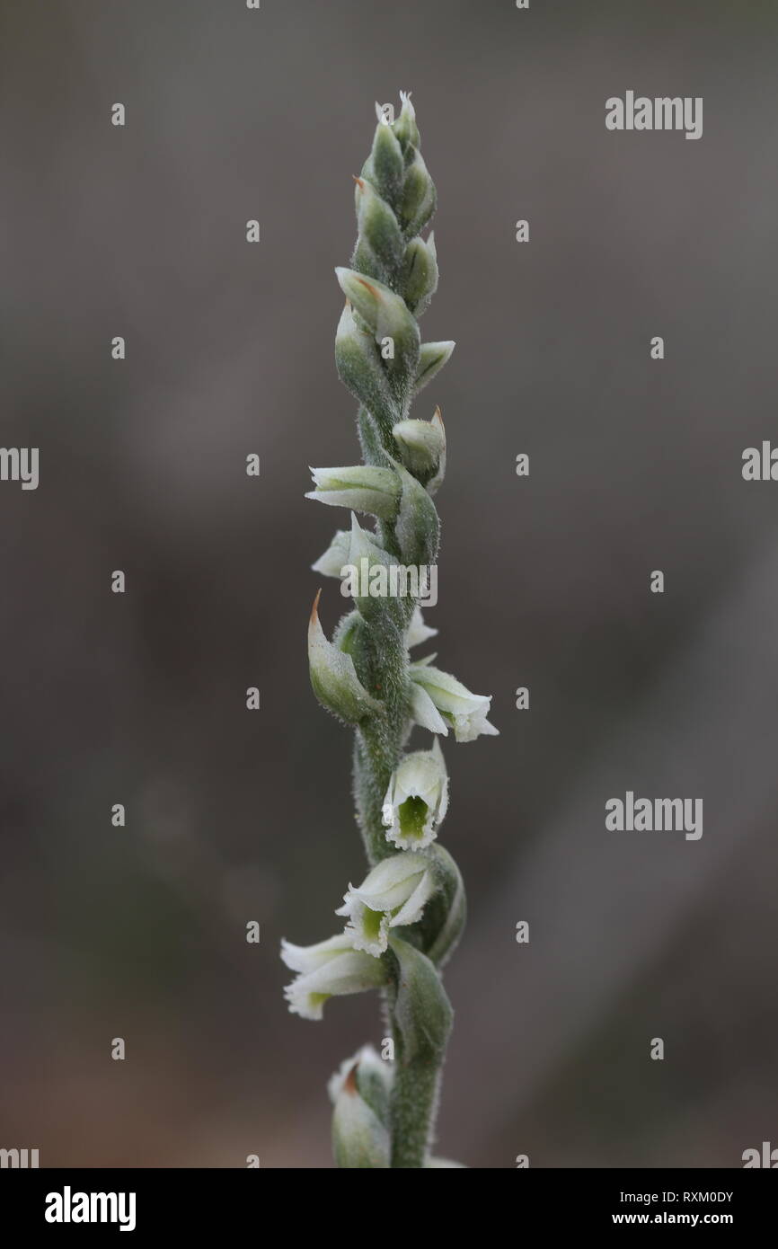 Autunno Ladie's Tresses (Spiranthes spiralis) fioritura nella gariga vicino a Dingli Cliffs, Malta Foto Stock