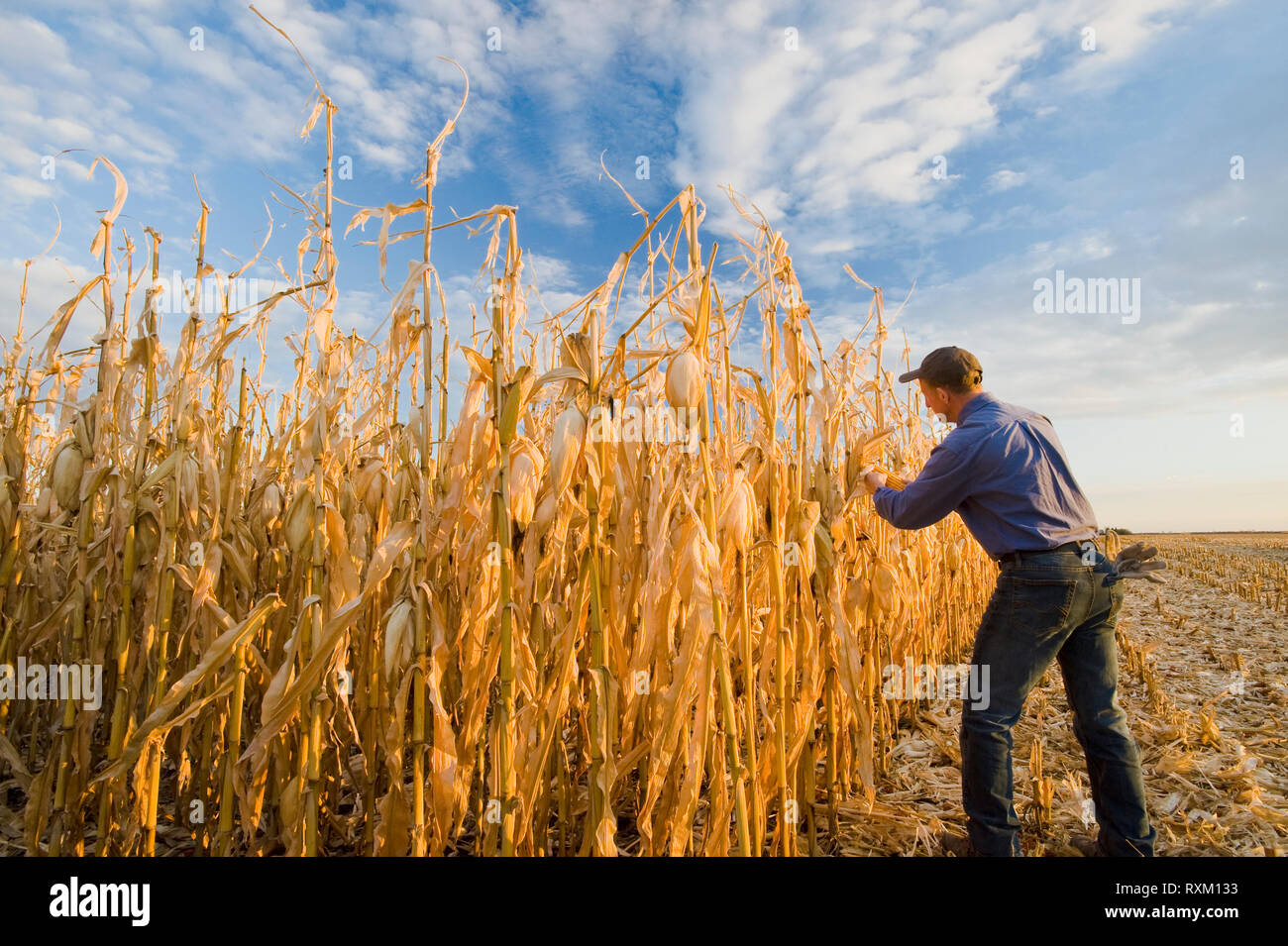 Un uomo esamina un raccolto di grano pronto/alimentazione campo di mais vicino a Niverville, Manitoba, Canada Foto Stock