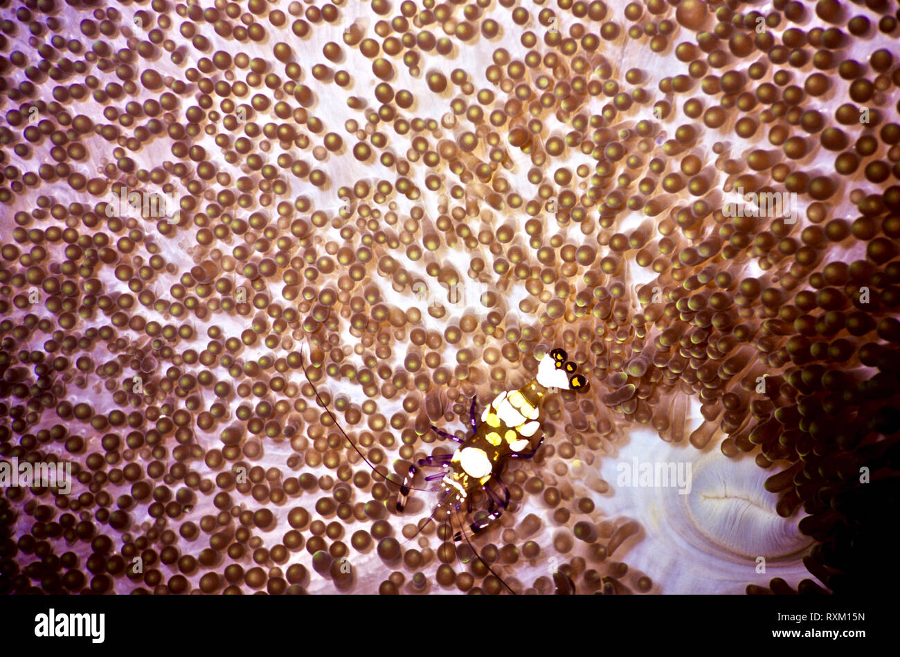Questo è un tappeto (anemone Cryptodendrum adhaesivum) con un clown gamberetti (Periclimenes brevicarpus: 3 cms.) vicino l anemone la bocca nella parte inferiore destra dell'immagine. Il gamberetto possiede grandi macchie bianche sulla sua schiena e cinque piccole patch giallo in corrispondenza della punta del suo fan-come tail. Il rapporto tra le due specie è in relazione simbiotica. La vita di gamberi nel rifugio del anemone, la sensazione puntoria nematocisti in tentacoli di cui esso è immune. È stato riferito che, a sua volta, l anemone riceve gli scarti di cibo da dello zooplancton che le catture di gamberetti come preda. Mar Rosso egiziano. Foto Stock