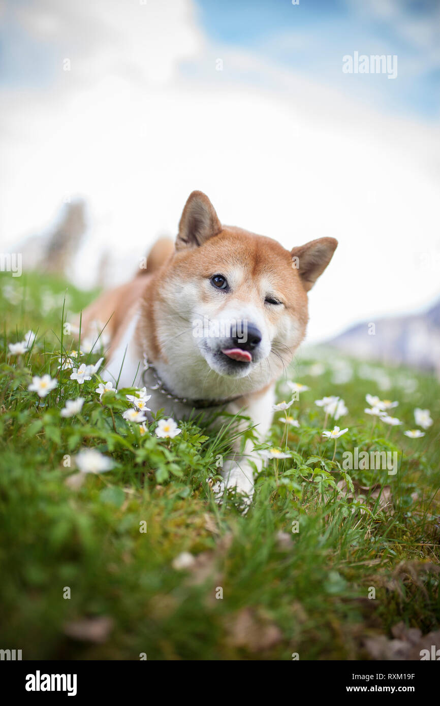 Shiba inu nei fiori con la lounge fuori. Il cane si inicola e mostra lingua. Cane divertente nella natura Foto Stock
