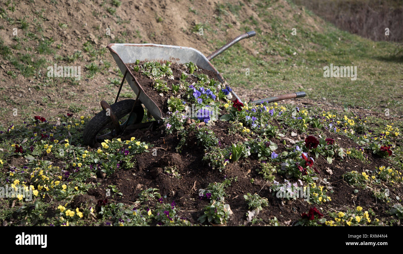 Scartato carriola usata come un vaso di fiori Foto Stock