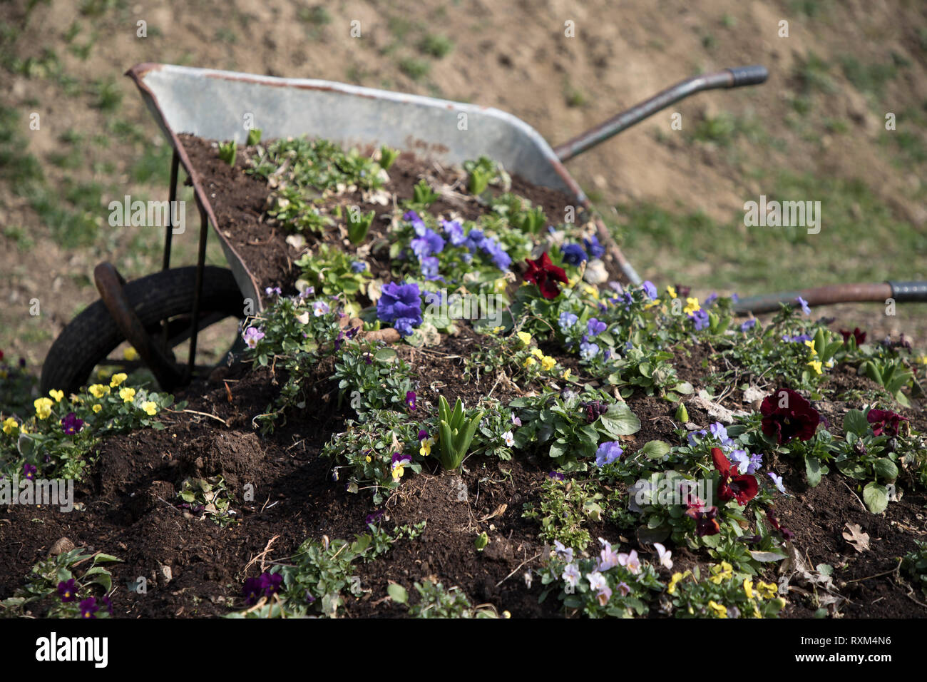 Scartato carriola usata come un vaso di fiori Foto Stock