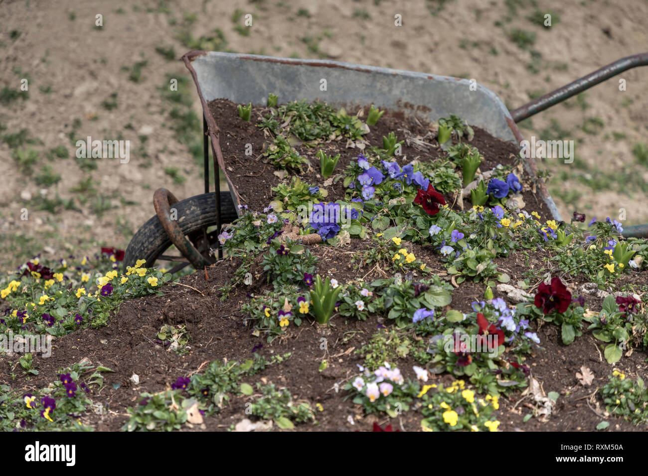 Scartato carriola usata come un vaso di fiori Foto Stock