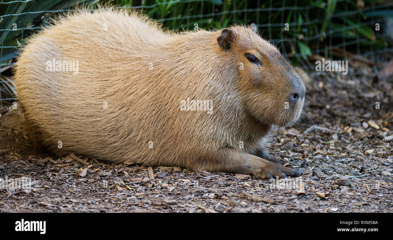 Il gigante capibara marrone, Hydrochoerus hydrochaeris, distesi sulla sabbia al sole Foto Stock