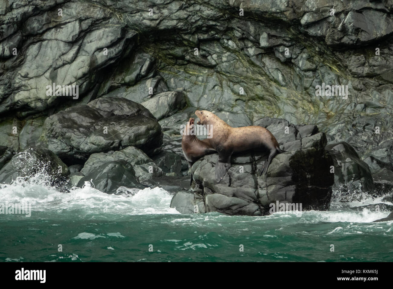 Northern sea lion combattimenti nei pressi di Columbia bay, Alaska Foto Stock