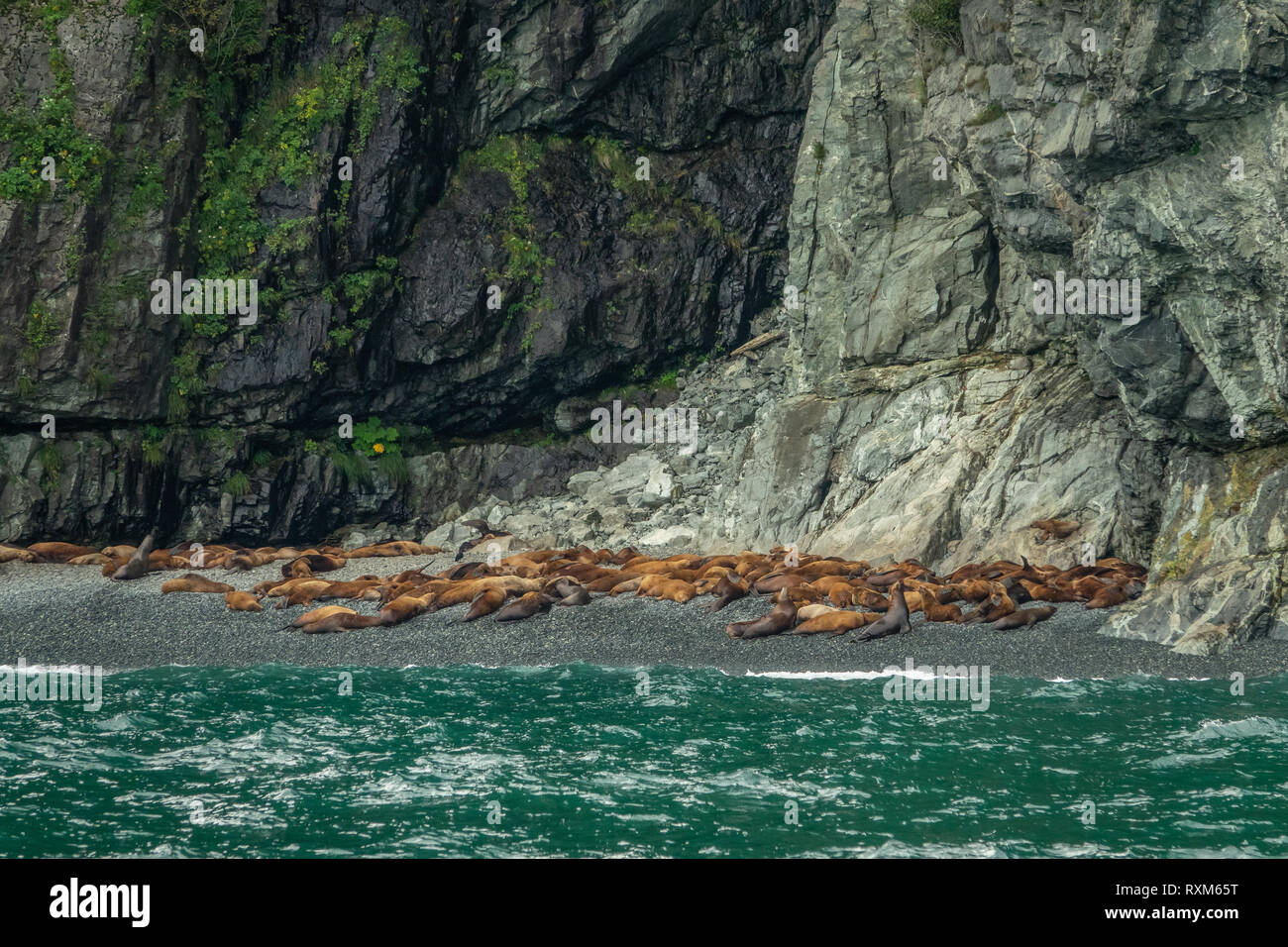Northern sea lion vicino a Columbia bay, Alaska Foto Stock