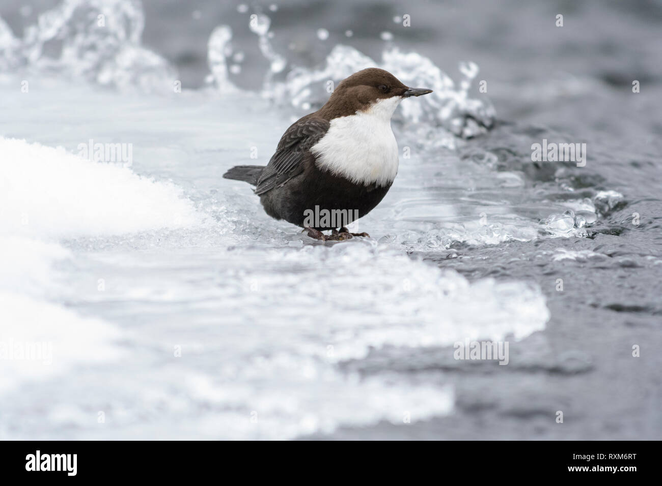 Rospo bilanciere su ghiaccio in un fiume di streaming, Kuusamo, Finlandia Foto Stock