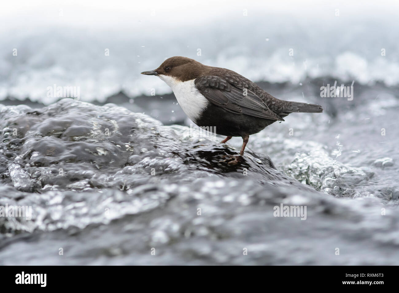 Rospo bilanciere in piedi in acqua in streaming con ghiaccio sulla riva, Kuusamo, Finlandia Foto Stock