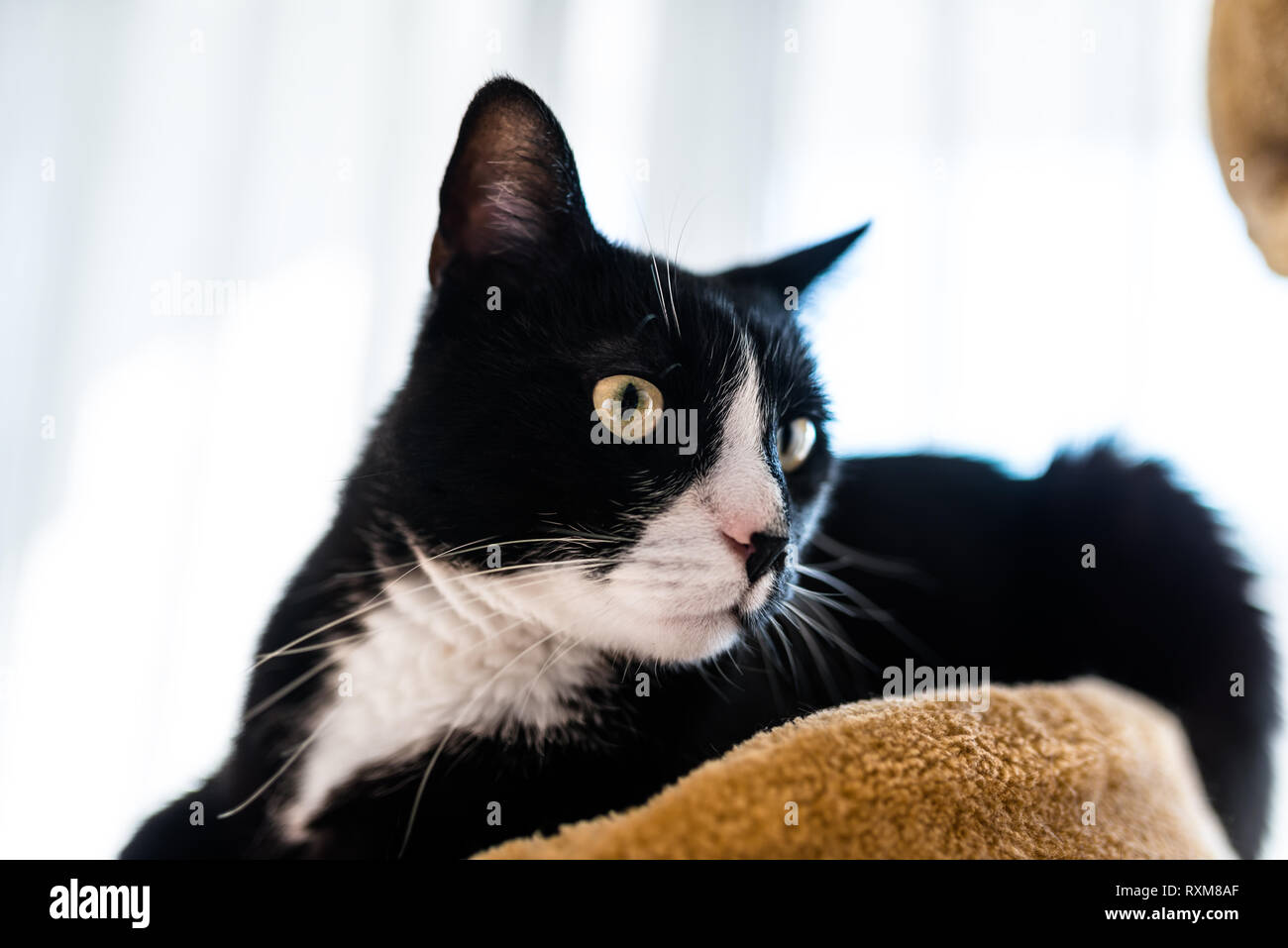 Un gatto nero con un bianco e nero muso, giace su un marrone, cat scratcher all'interno della casa. Foto Stock