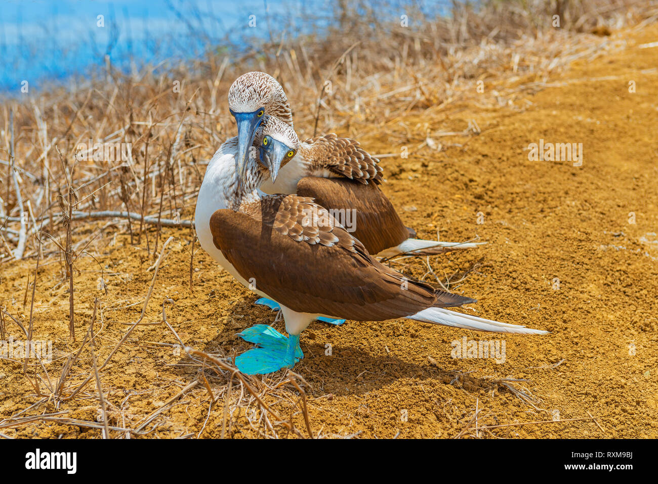 Un paio di blue footed boobies (Sula nebouxii) abbraccia ogni altra durante una danza di accoppiamento sull'Isola Espanola, isole Galapagos national park, Ecuador. Foto Stock