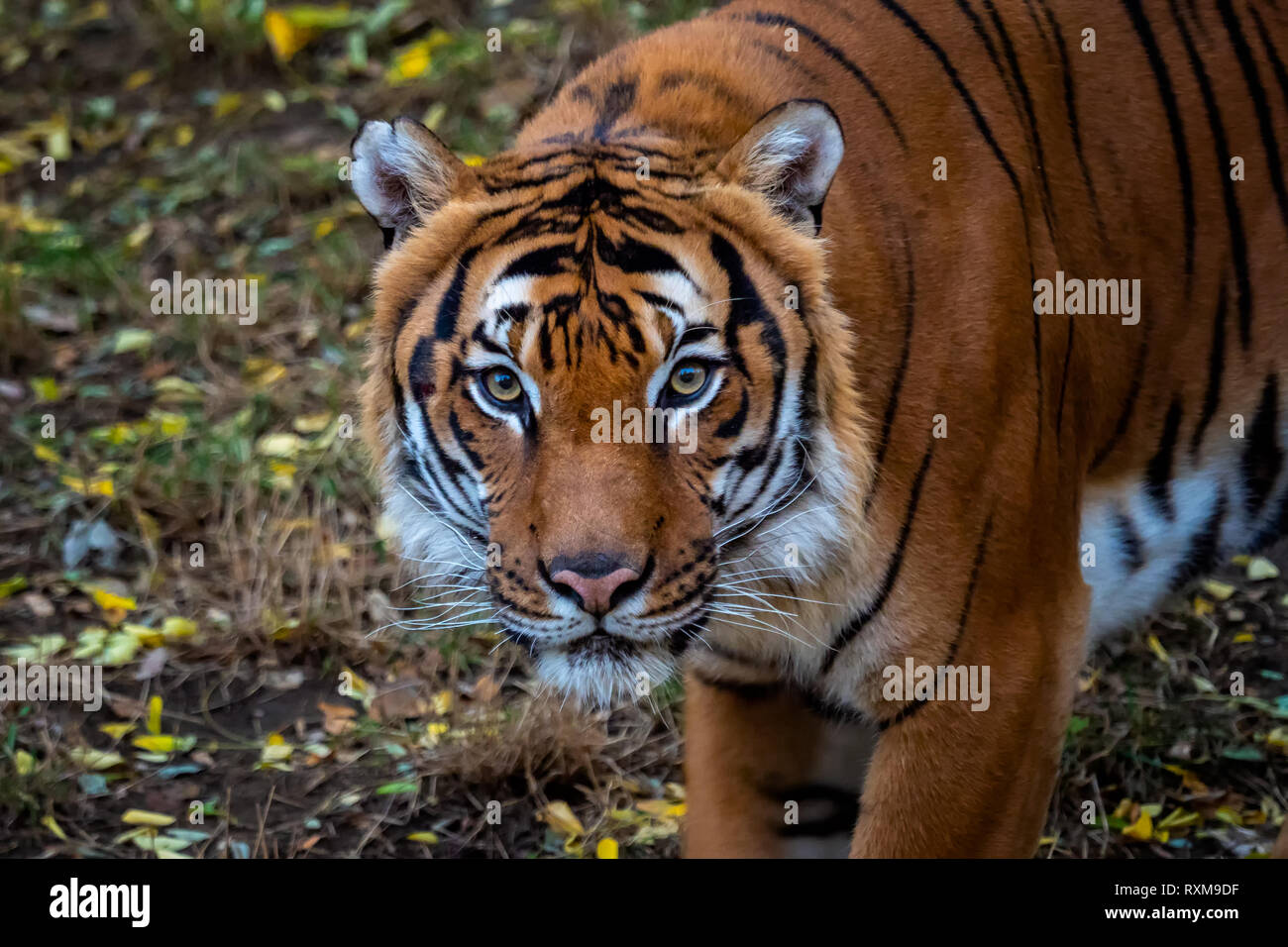 Ritratto di: la malese tiger Panthera tigris jacksoni Foto Stock