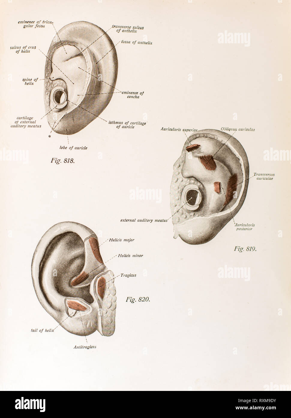 Anatomia dell'orecchio umano. Foto Stock
