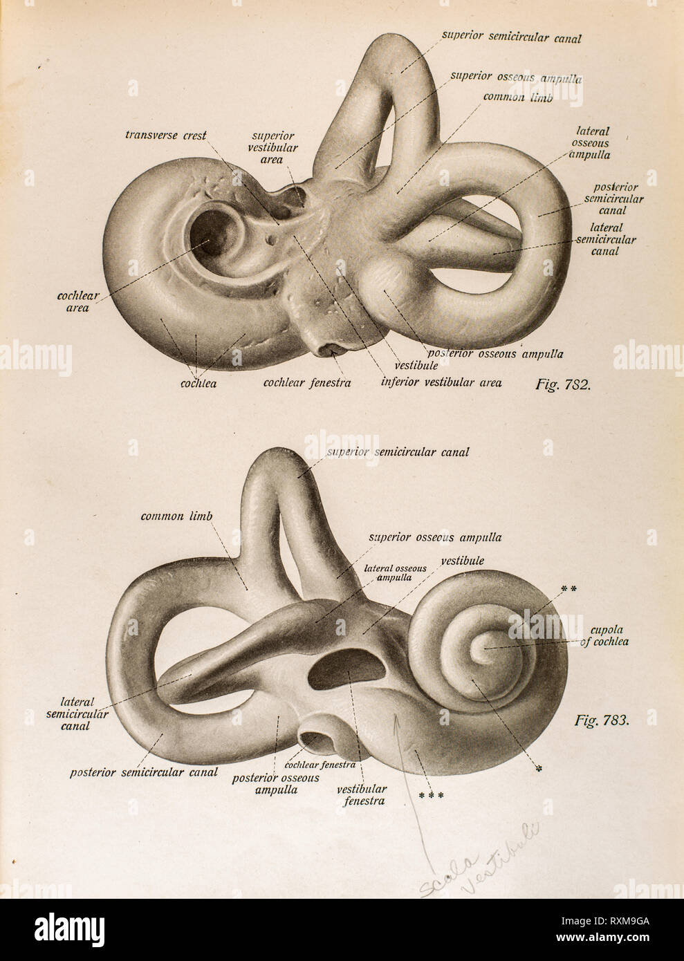 Anatomia dell'orecchio umano. Foto Stock