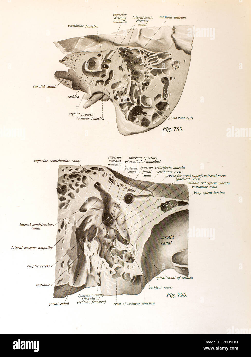 Anatomia dell'orecchio umano. Foto Stock