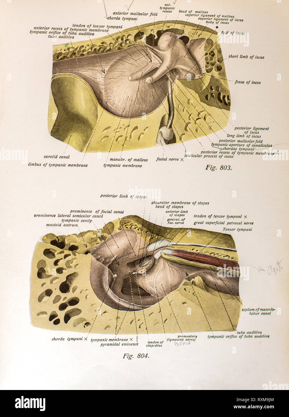 Anatomia dell'orecchio umano. Foto Stock