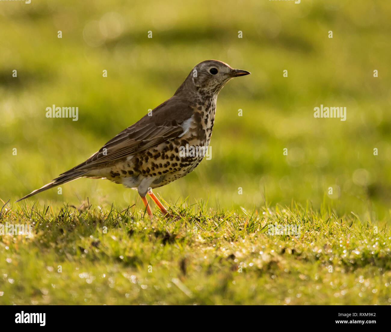 Mistle Thush (Turdus viscivorus) sul terreno cercando le larve del Warwickshire Foto Stock
