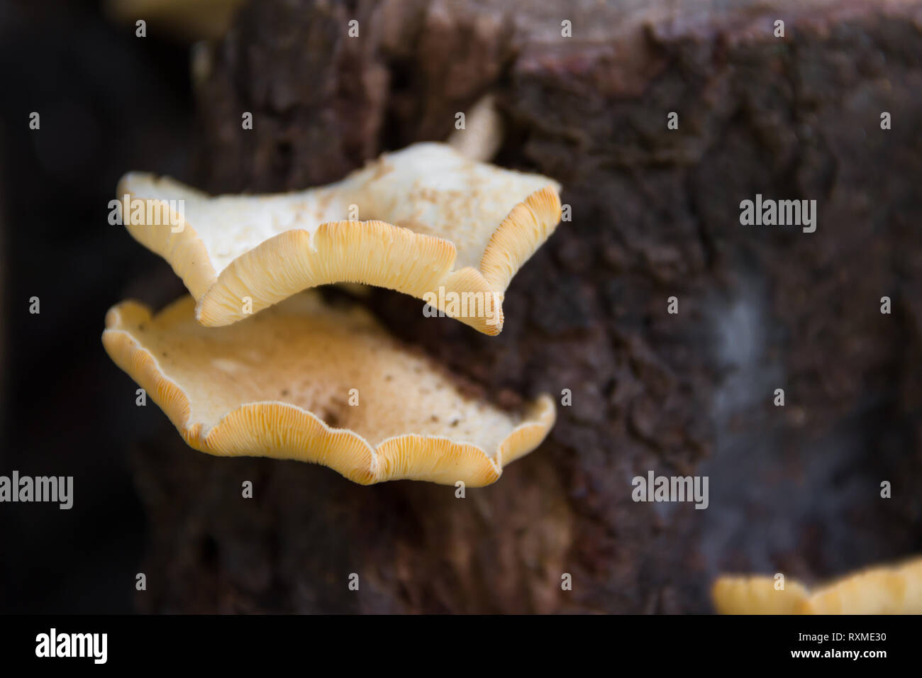 I funghi che crescono sulla corteccia dell'albero morto Foto Stock