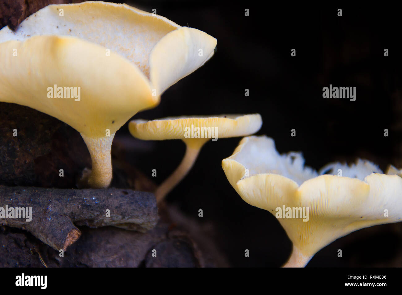 I funghi che crescono sulla corteccia dell'albero morto Foto Stock