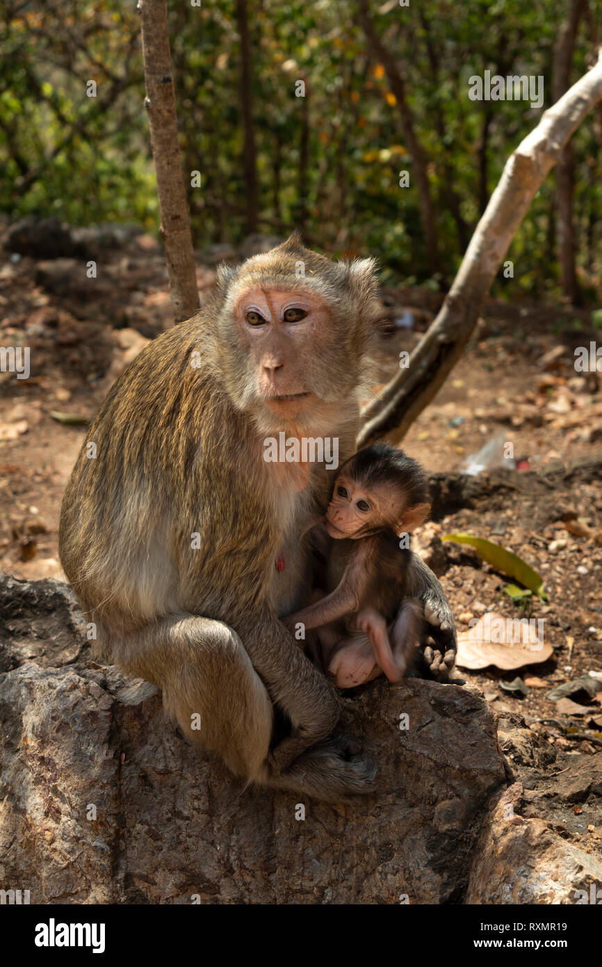 Cambogia, Phnom Penh, Oudong, macaco rhesus madre con i giovani rampolli Foto Stock