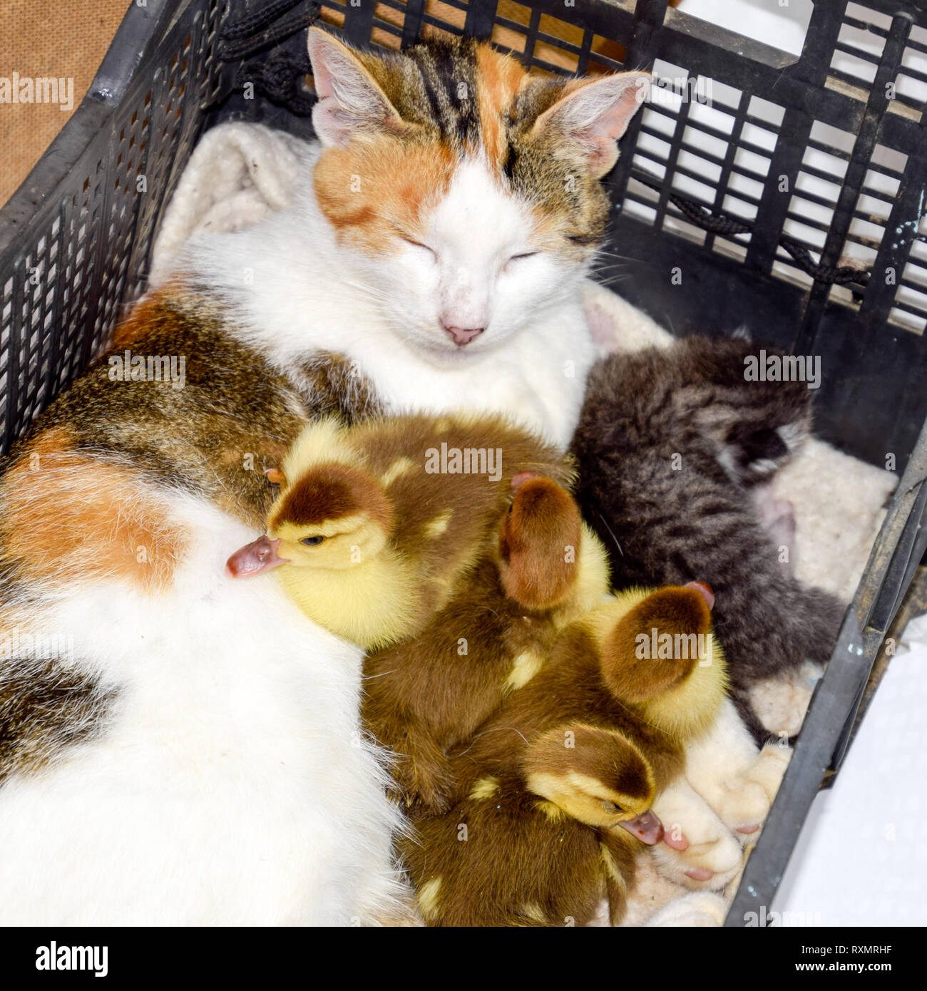 Cat adottivo madre per le papere. Gatto in un cestino con il gattino e ricezione di muschio duck anatroccoli. Foto Stock