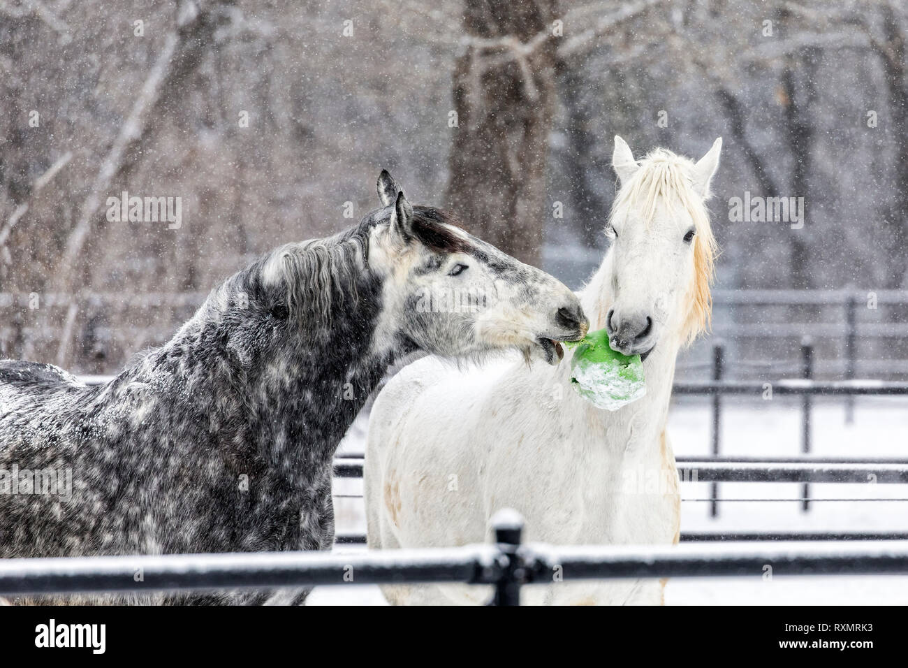 Giocoso Percheron cavalli in inverno, pesante McFeeters centro ippico, Winnipeg, Manitoba, Canada. Foto Stock
