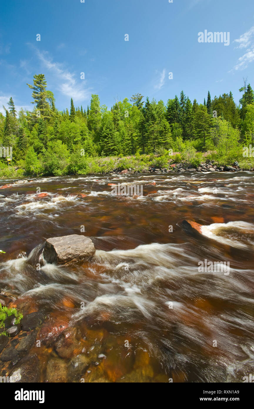 Lupo ad ovest del fiume di Thunder Bay, Ontario, Canada Foto Stock