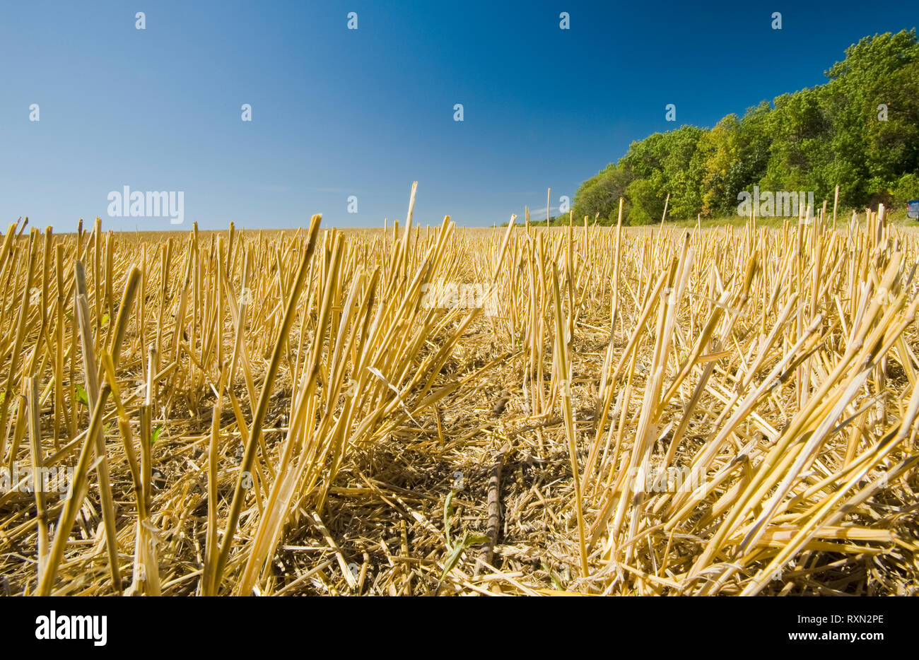 Un campo di grano di stoppie, Tiger colline, Manitoba, Canada Foto Stock