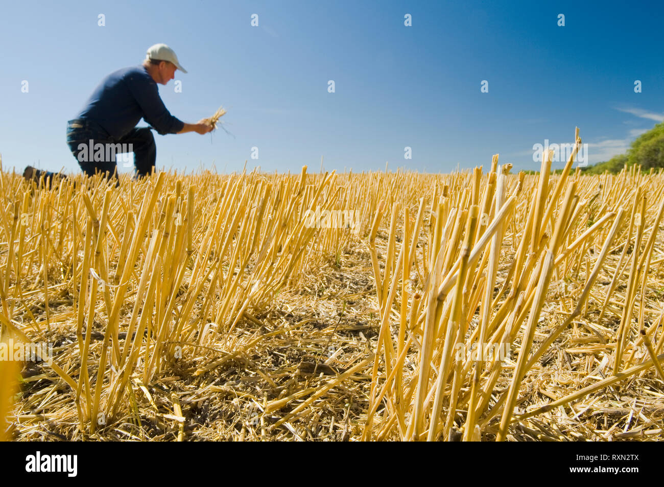 Agricoltore in un campo di grano la stoppia Tiger colline, Manitoba, Canada Foto Stock