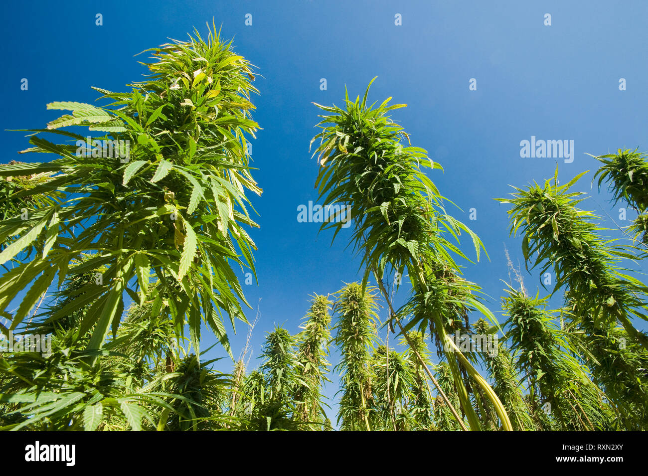 La maturazione commerciale/industriale campo di canapa, Manitoba, Canada Foto Stock
