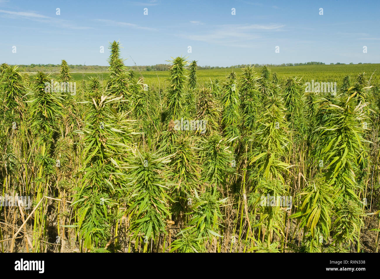 La maturazione commerciale/industriale campo di canapa, Manitoba, Canada Foto Stock