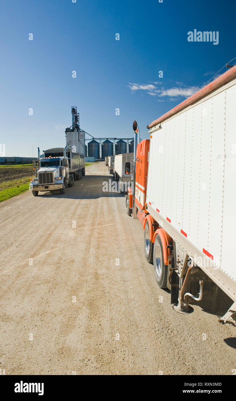 Carrelli alaggio fagioli di soia per un terminale terrestre vicino a Winnipeg, Manitoba, Canada Foto Stock