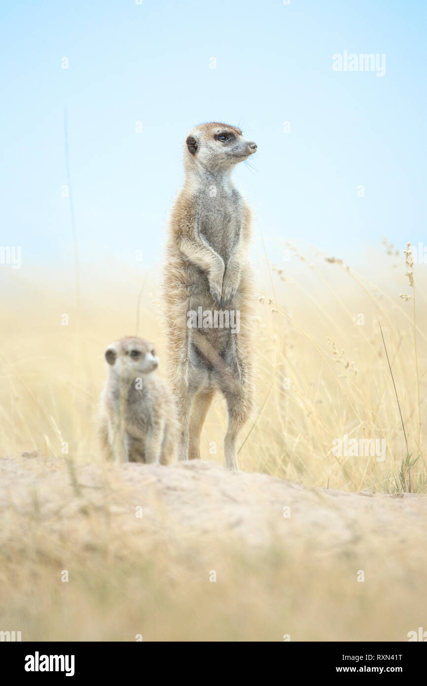 Meerkats in tegami di Makgadikgadi in Botswana. Foto Stock