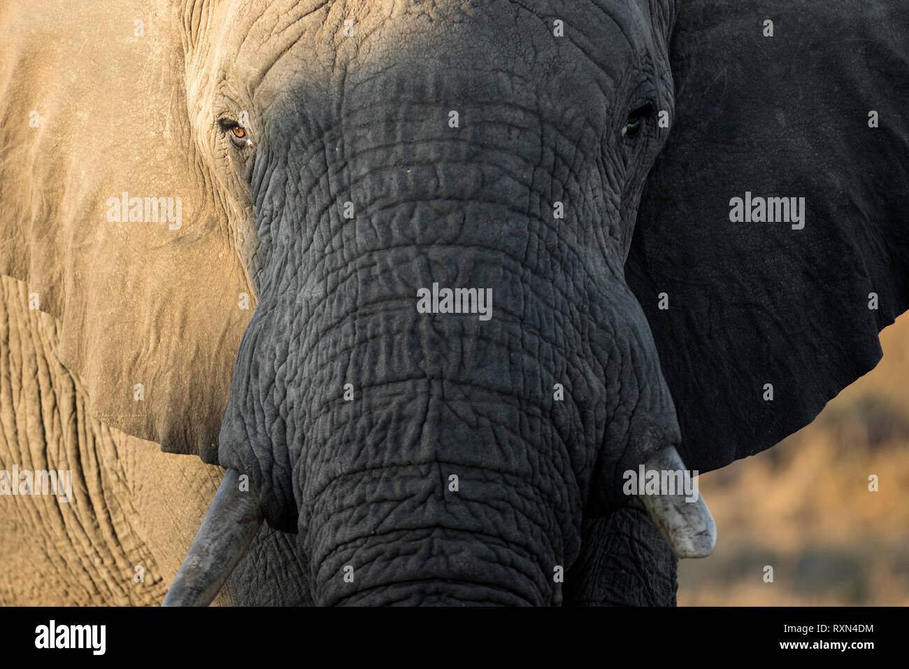 Ritratto di un elefante nel tardo pomeriggio di luce. Foto Stock