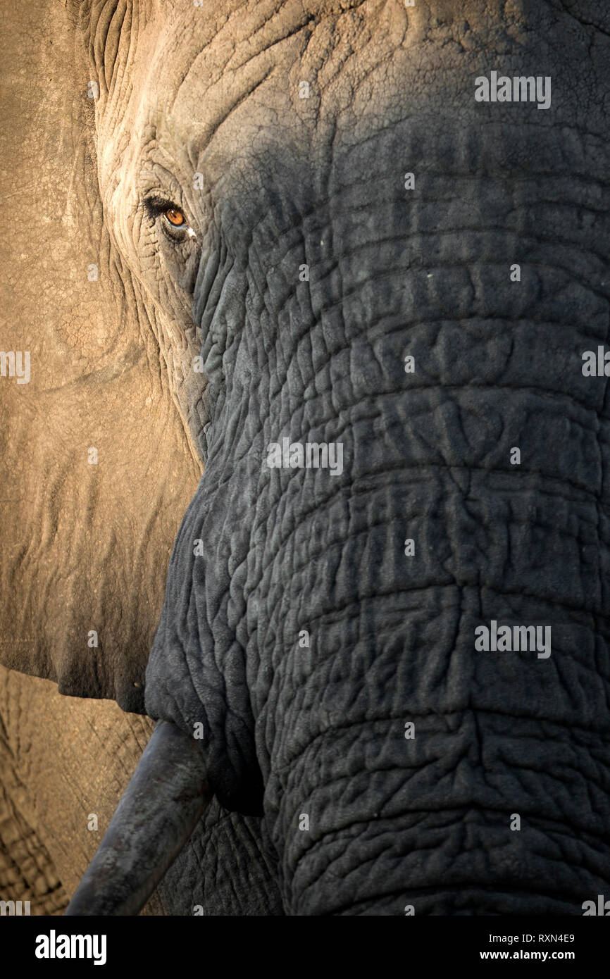 Ritratto di un elefante nel tardo pomeriggio di luce. Foto Stock