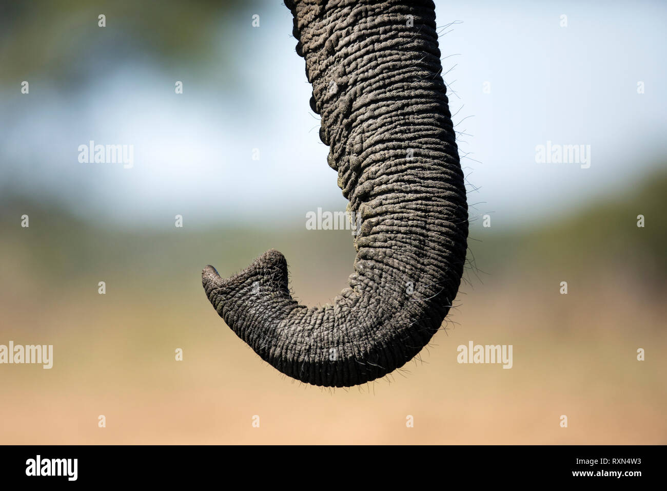 Una chiusura dettaglio di un elefante in Chobe National Park, il Botswana. Foto Stock