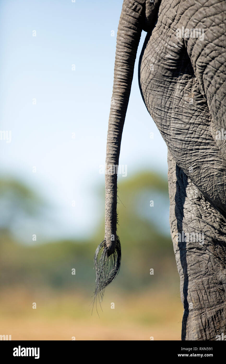 Una chiusura dettaglio di un elefante in Chobe National Park, il Botswana. Foto Stock