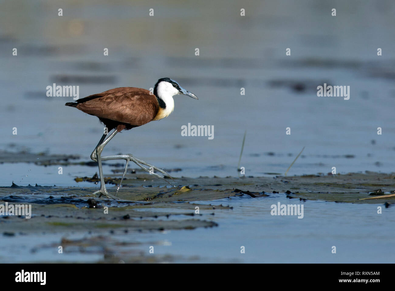 African Jacana camminando sulle ninfee in Chobe National Park, il Botswana. Foto Stock