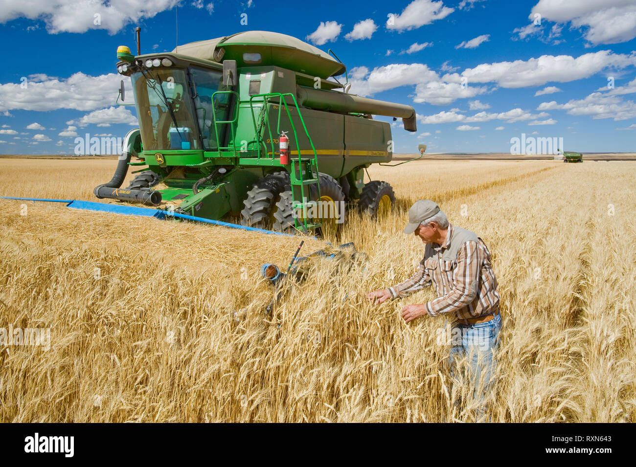 Agricoltore nella parte anteriore della sua mietitrebbia esamina il raccolto durante il grano duro raccolto, vicino Ponteix, Saskatchewan, Canada Foto Stock