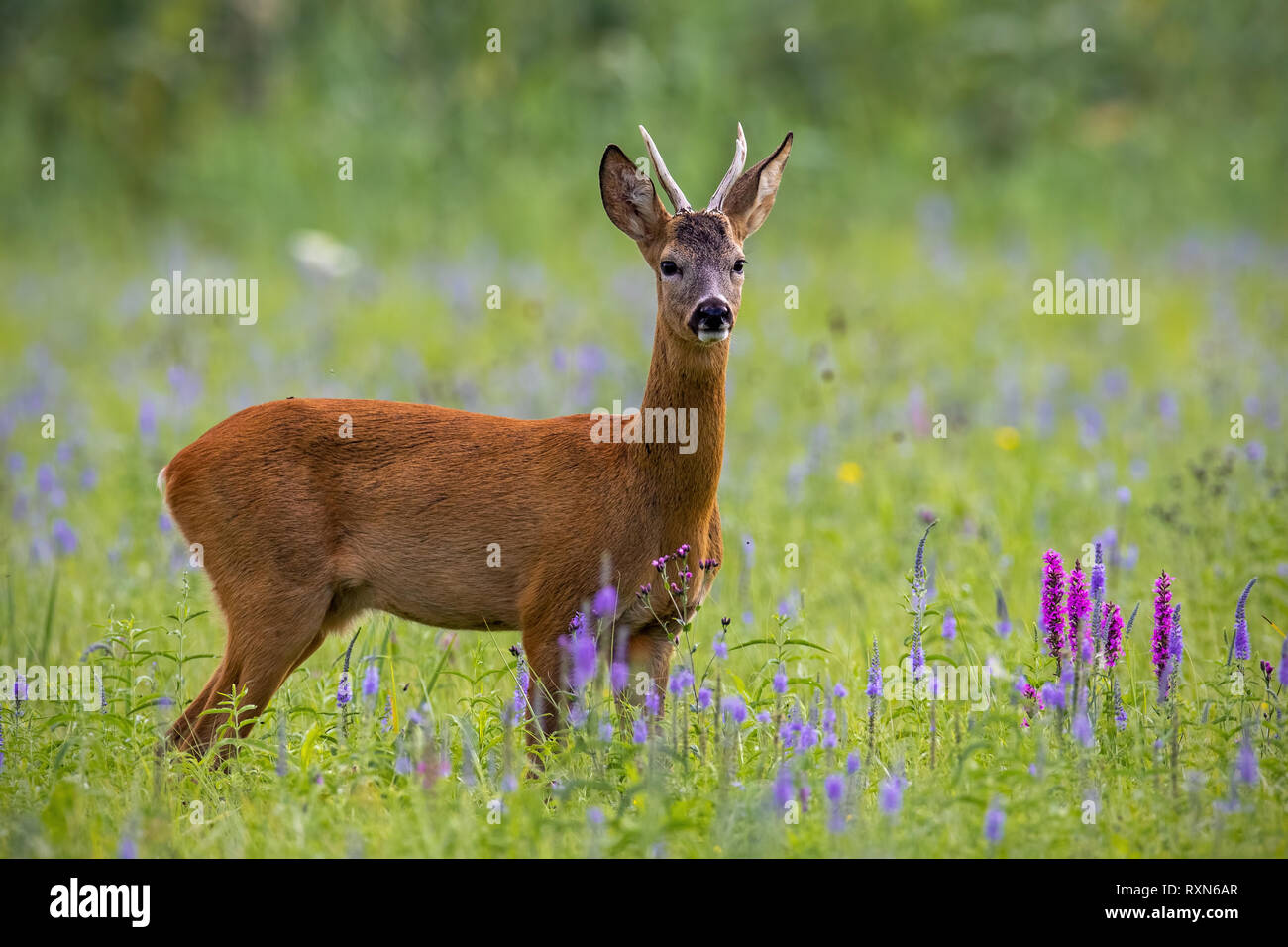 Il Roe Deer buck in estate su un prato pieno di fiori. Foto Stock