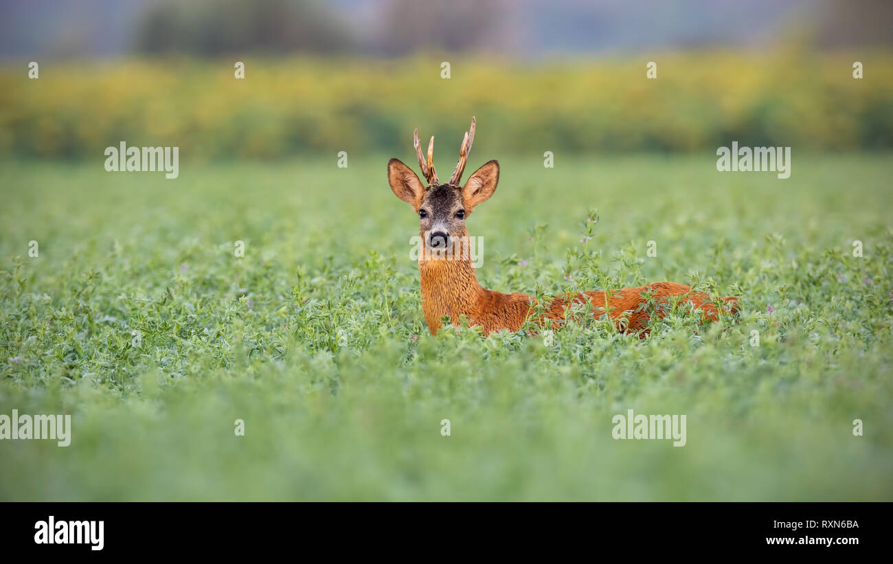 Il Roe Deer buck in alto il trifoglio bagnato dalla rugiada Foto Stock