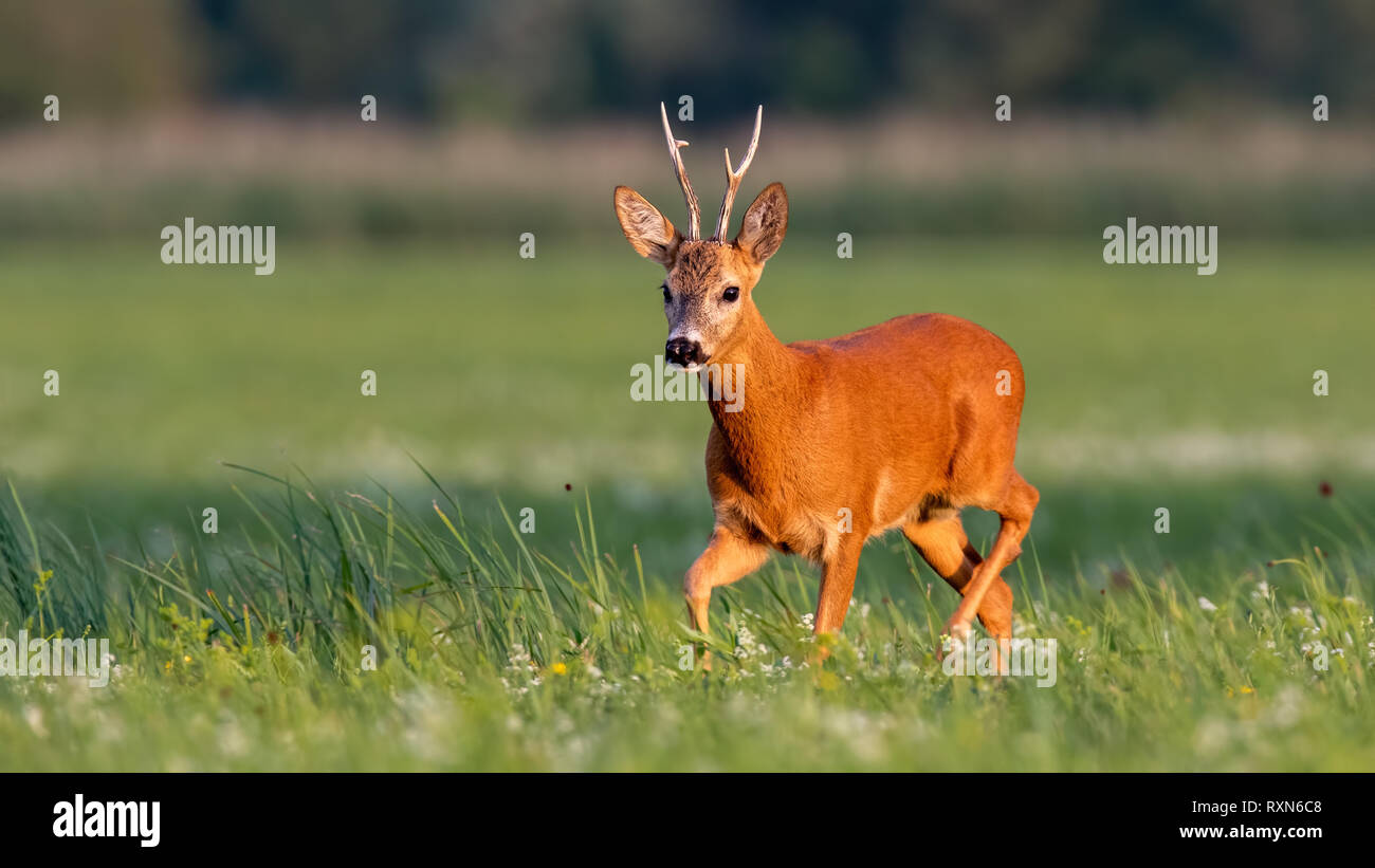 Il Roe Deer buck camminando sul prato in fiore in estate al tramonto Foto Stock