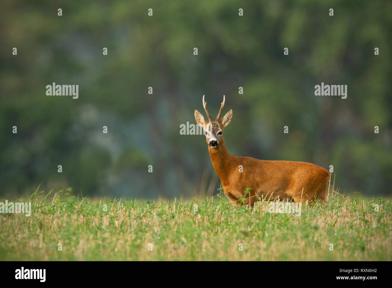 Il Roe Deer buck con chiaro sfondo sfocato e copia spazio intorno. Foto Stock