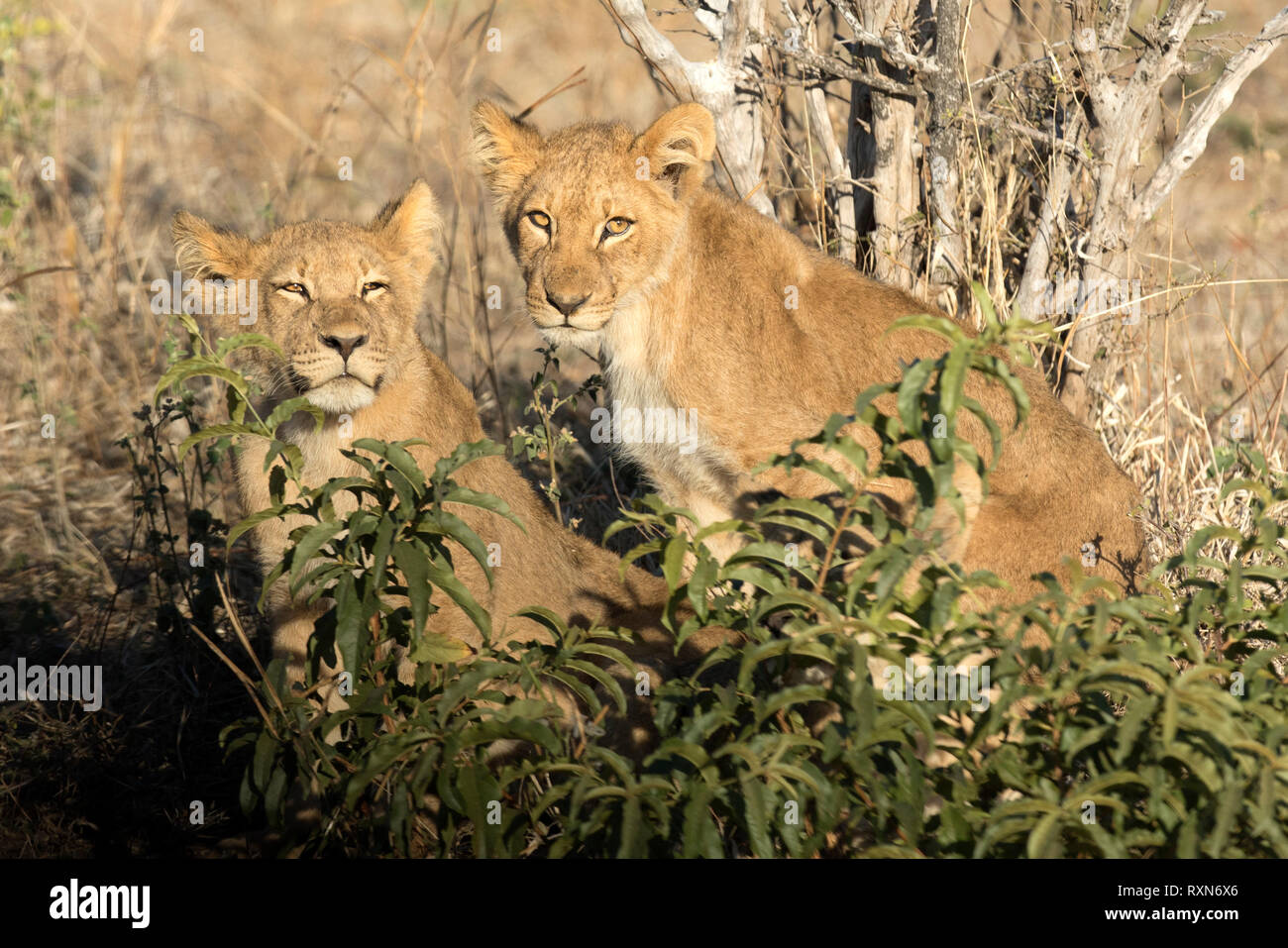 Lion cub di Chobe National Park. Foto Stock