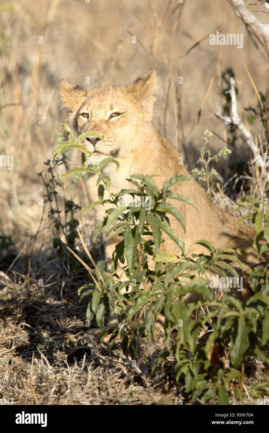 Lion cub di Chobe National Park. Foto Stock